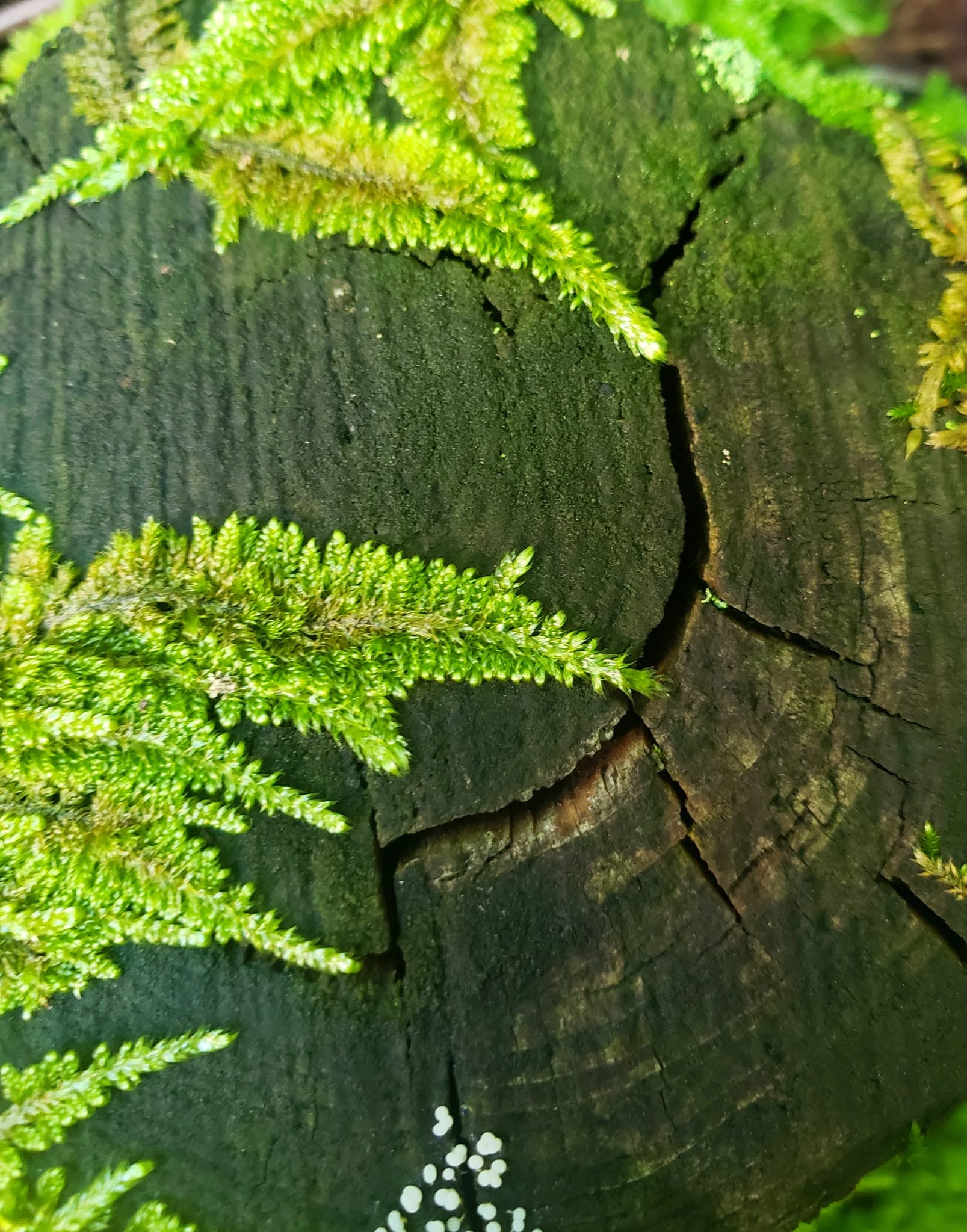 Ferns and moss growing across weathered wood