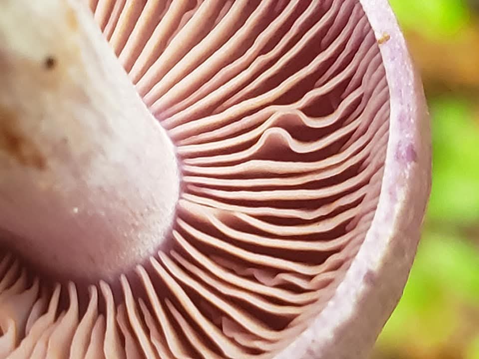 Macro photograph of pale pink mushroom gills radiating from the stem