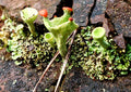 Green cup lichen with bright red tips growing on wet bark