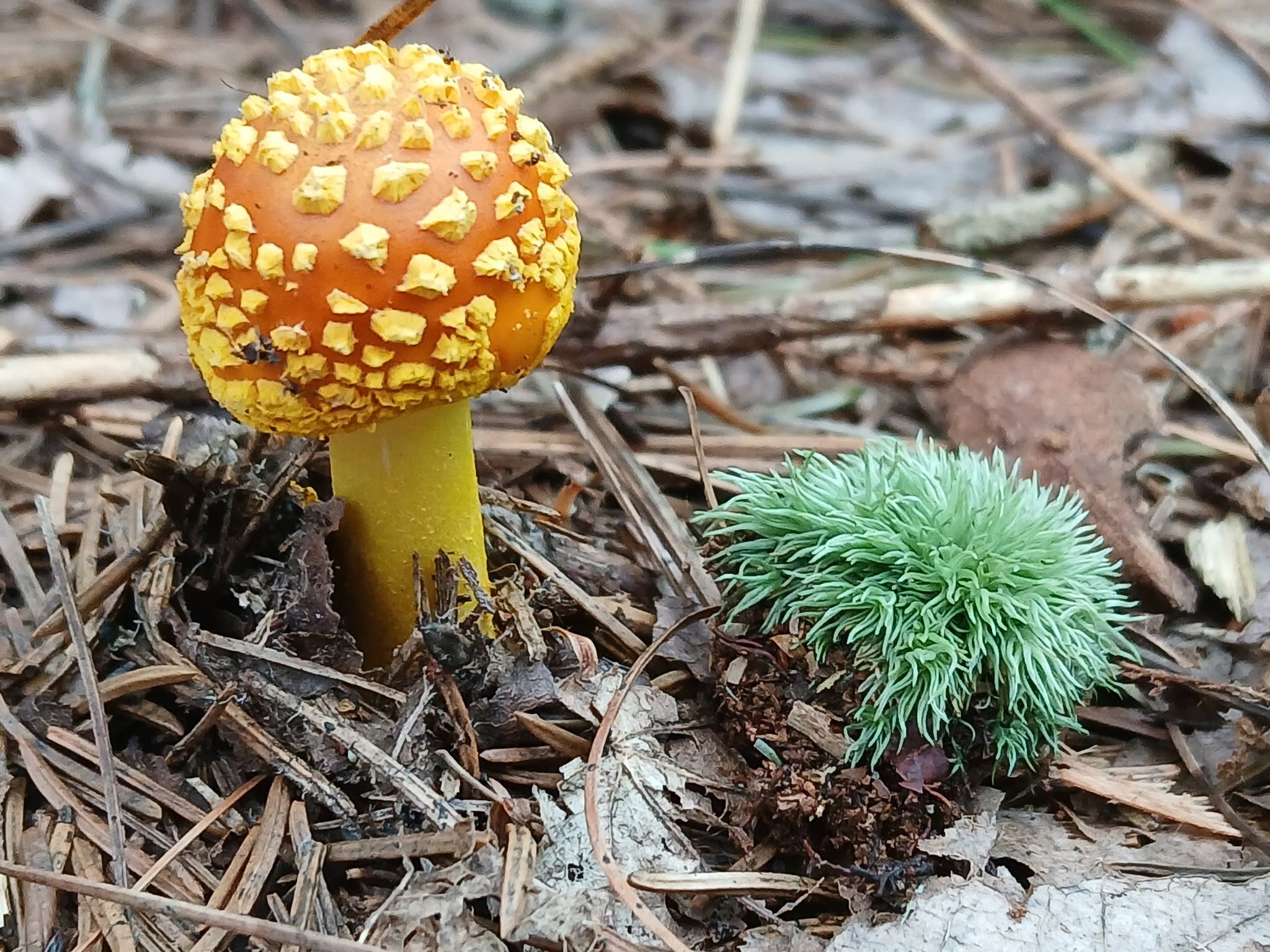 Orange fly agaric toadstool with white flecks growing beside green moss