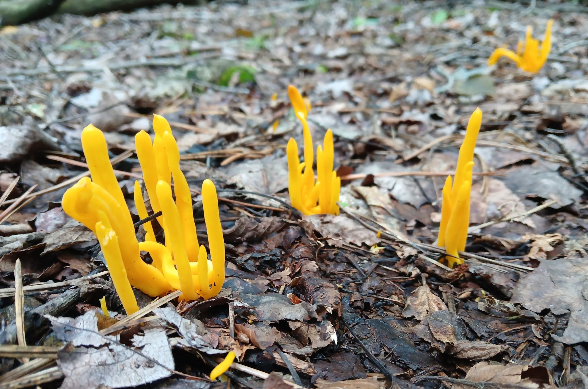 Bright yellow coral fungus rising from brown leaf litter