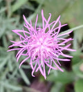 Purple knapweed flower head with radiating violet filaments