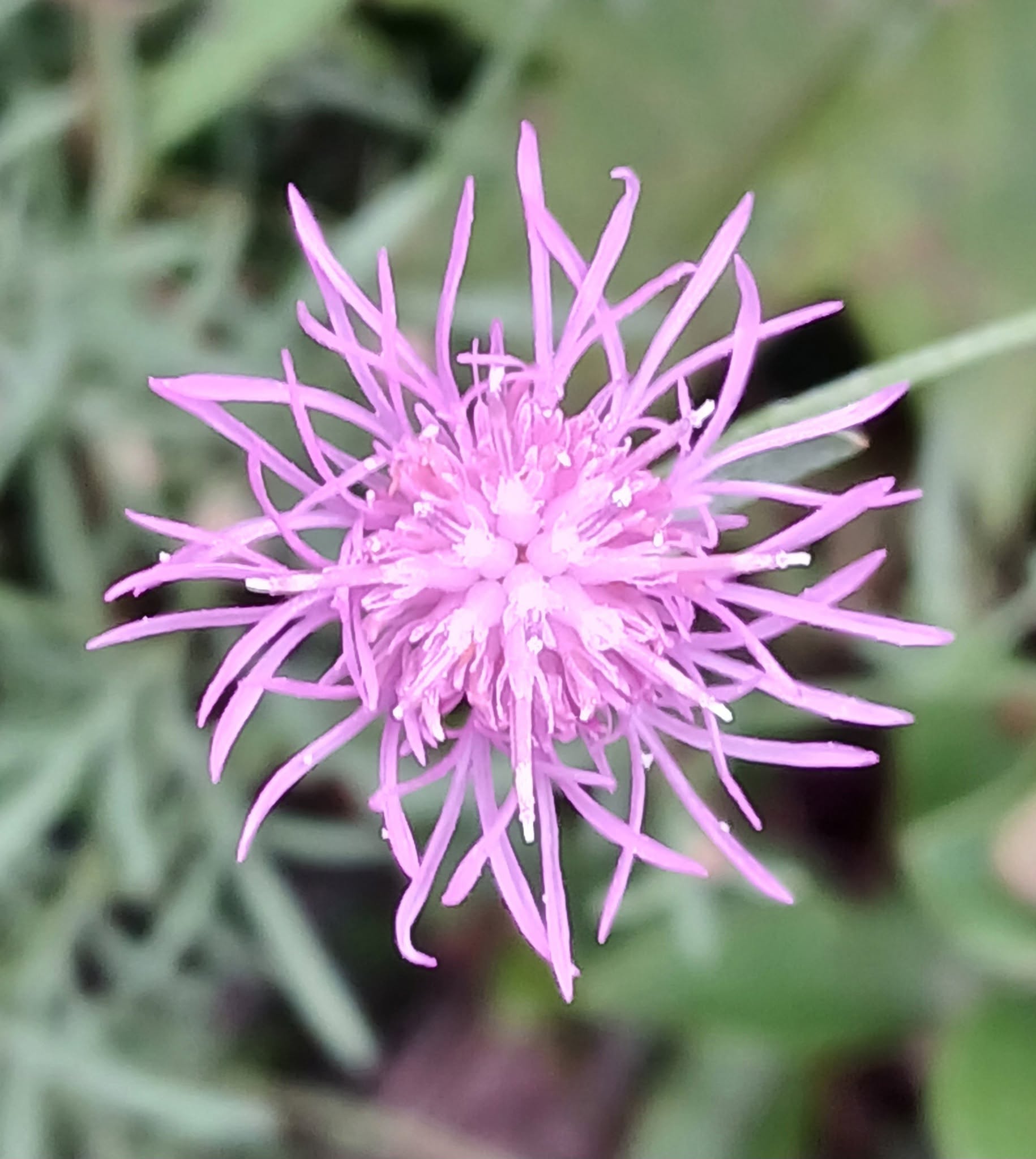 Purple knapweed flower head with radiating violet filaments