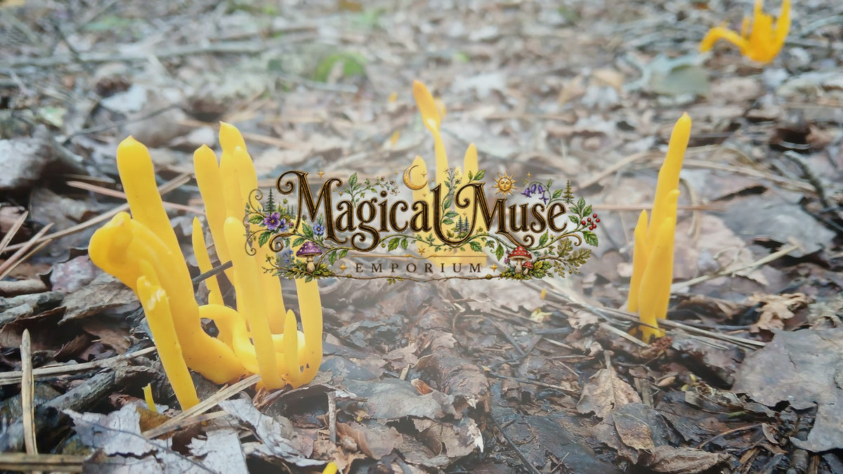 Magical Muse Emporium — yellow coral fungus rising from the forest floor