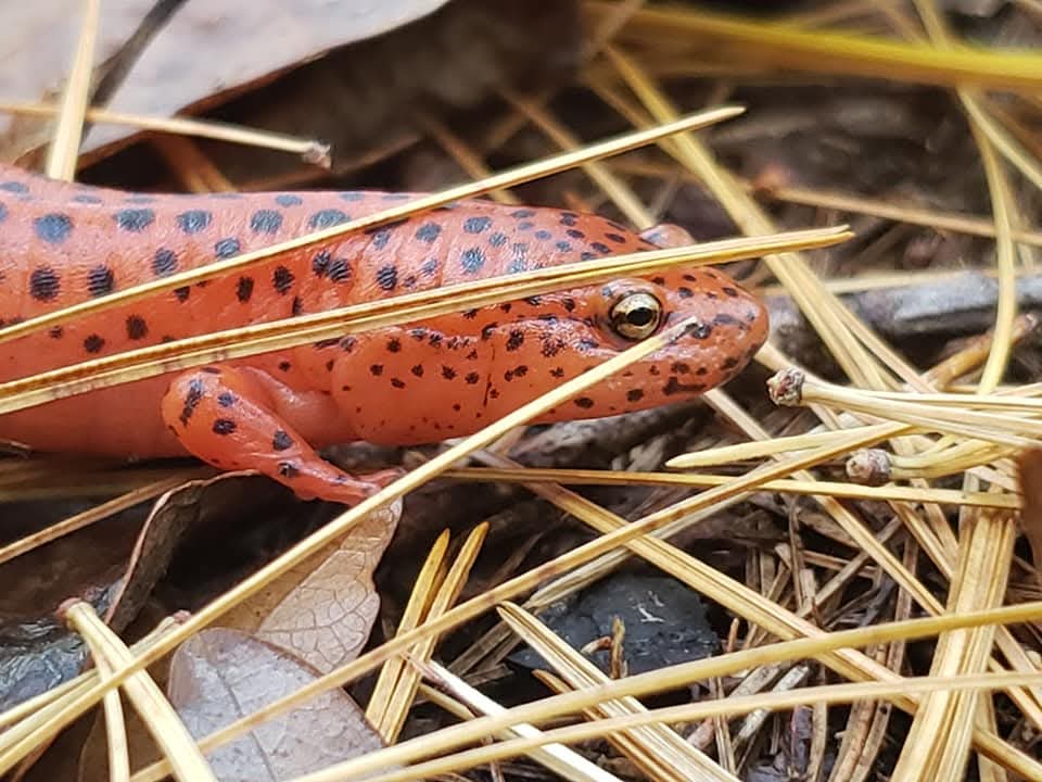 Bright orange red eft salamander with black spots among pine needles